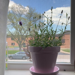 Lavender plant photo by @mehervaankh named lorie on Greg, the plant care app.
