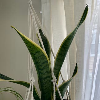 Snake Plant plant in Horseheads, New York