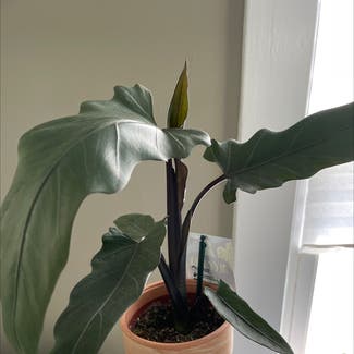 Philodendron Xanadu plant in Horseheads, New York