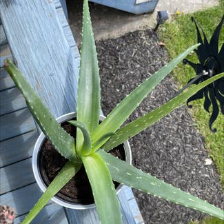 Aloe Vera plant in Horseheads, New York
