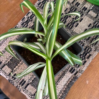 Spider Plant plant in Horseheads, New York