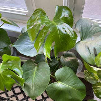 Monstera plant in Horseheads, New York