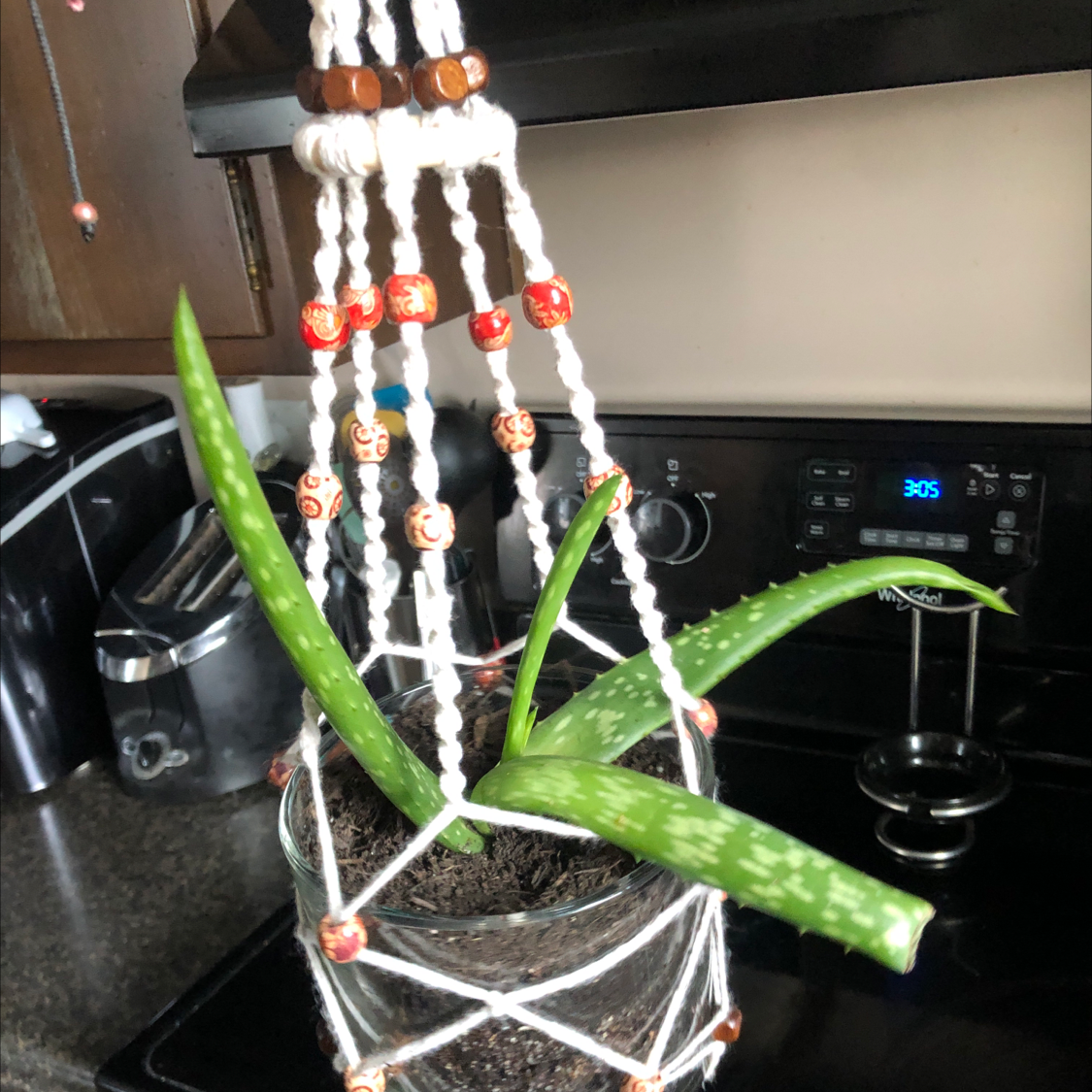 Aloe vera plant photo by Helena named baby on Greg, the plant care app.