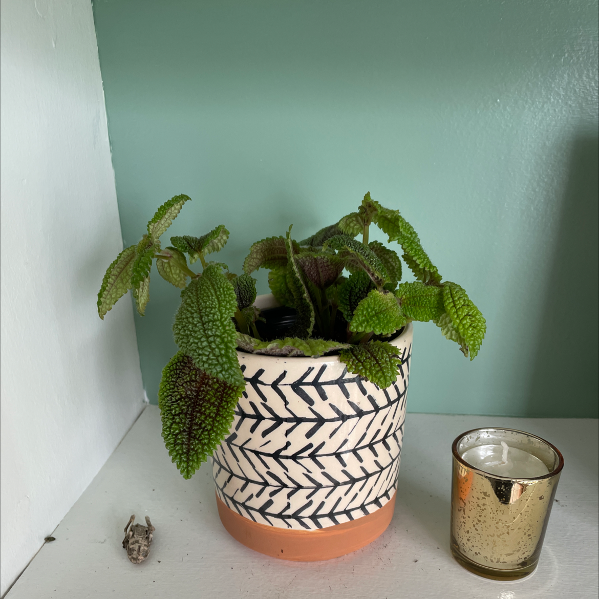 Pilea mollis plant in a decorative pot with vibrant green leaves.