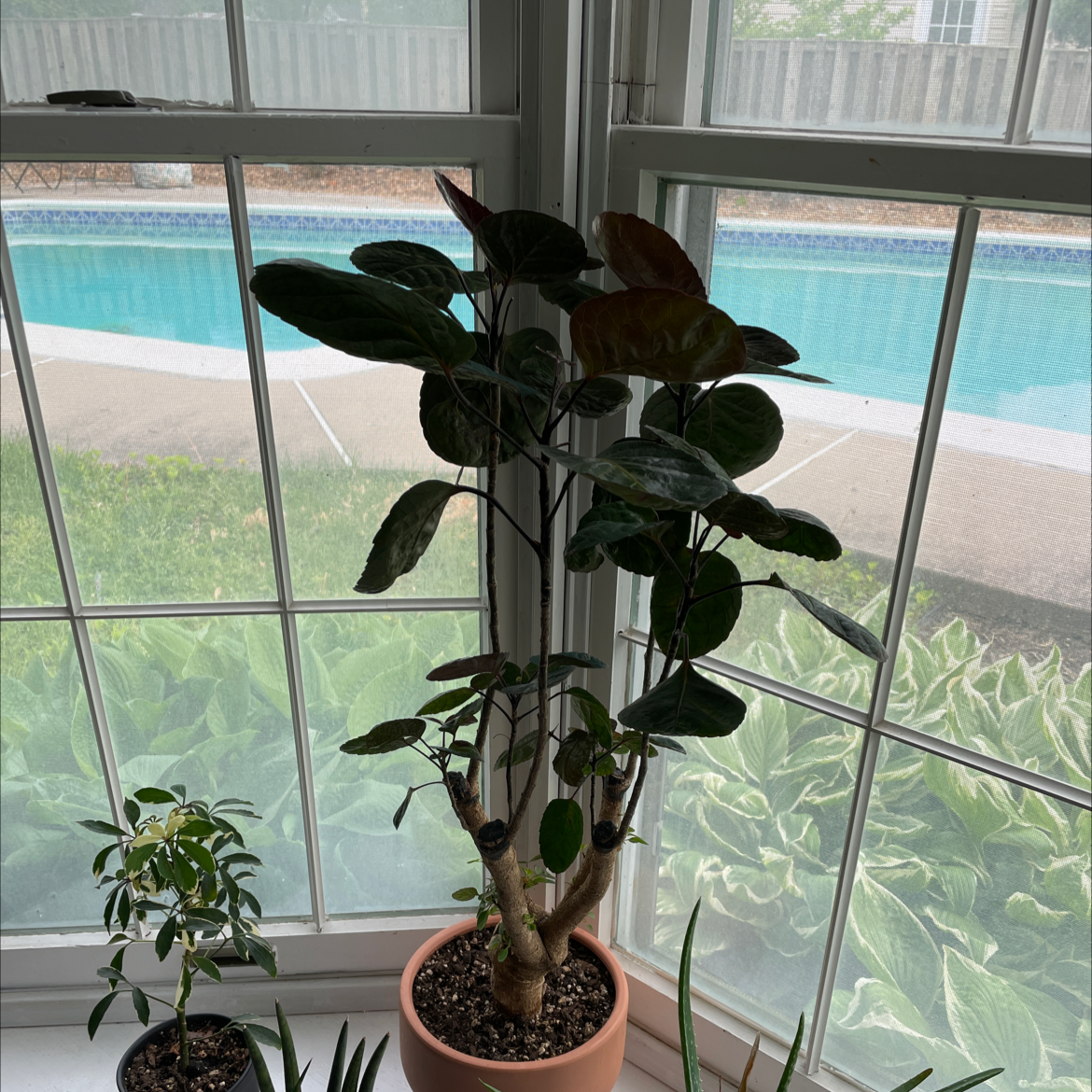 Fabian Aralia plant indoors near a window, appears healthy with dark green leaves.