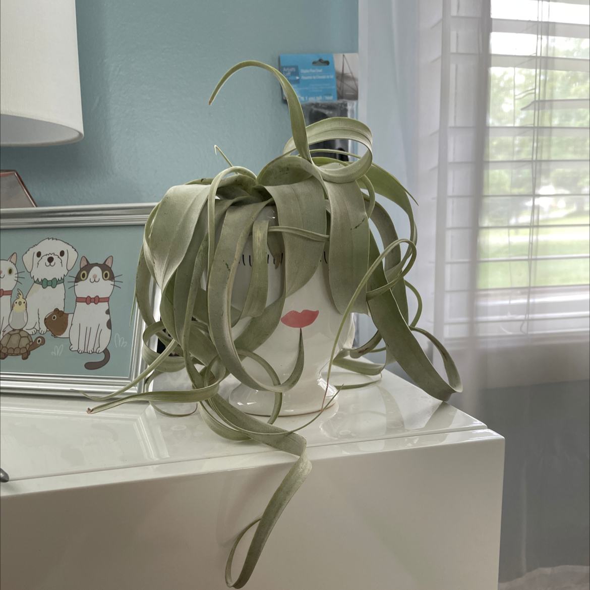 Tillandsia Xerographica plant indoors on a white surface, healthy green leaves.