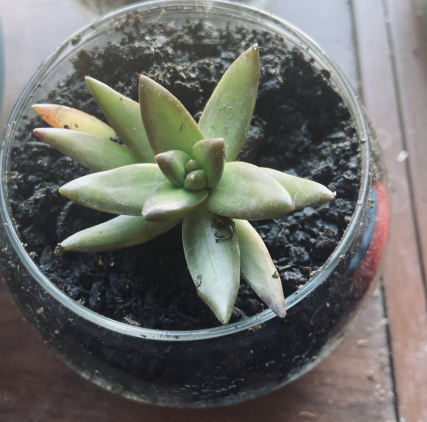 Sedum 'Firestorm' succulent in a glass container with visible soil.