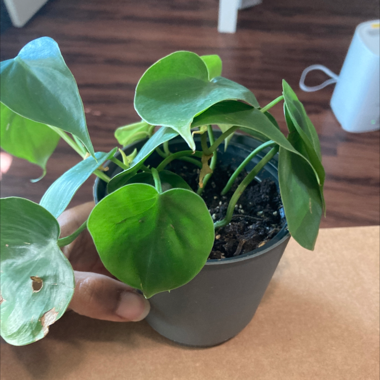 Healthy green Heartleaf Philodendron houseplant in a plastic pot, with a human hand holding one of the heart-shaped leaves.