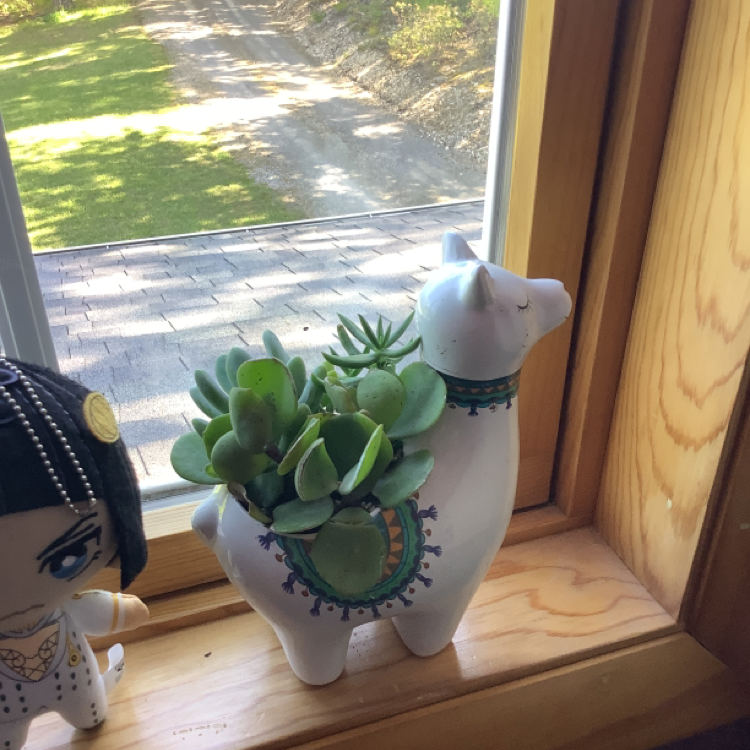 Lucky Plant plant photo by @purpleflowers named Gimli on Greg, the plant care app.