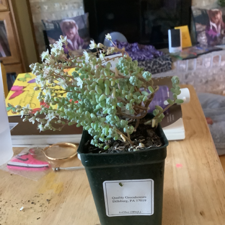 Photo of the plant species White Stonecrop by @purpleflowers named Thranduil on Greg, the plant care app