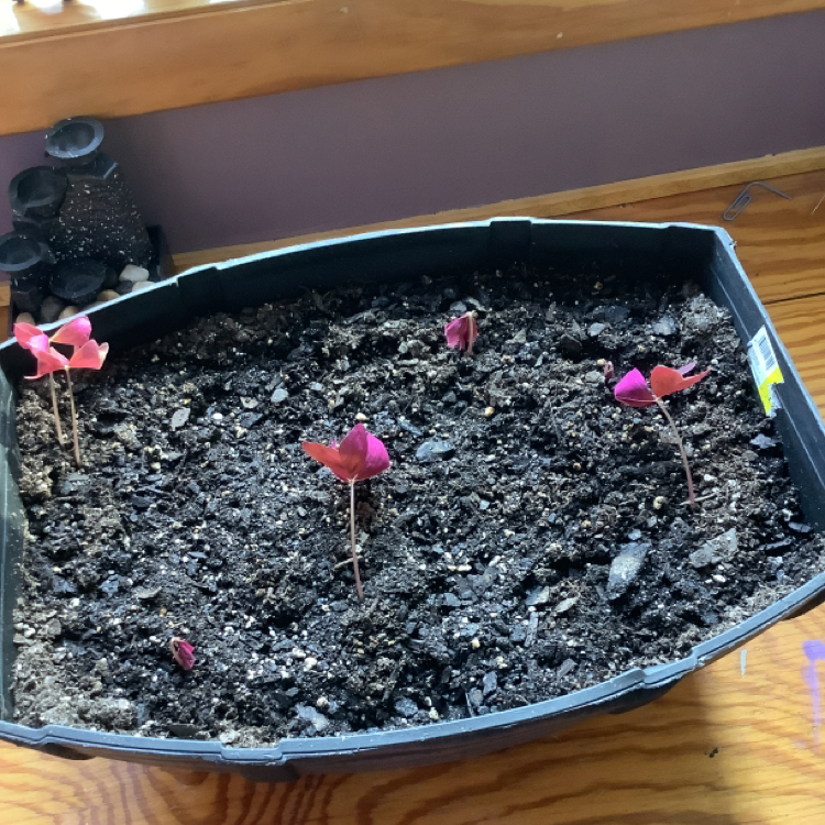 Purple Shamrocks plant photo by @purpleflowers named Pippin on Greg, the plant care app.