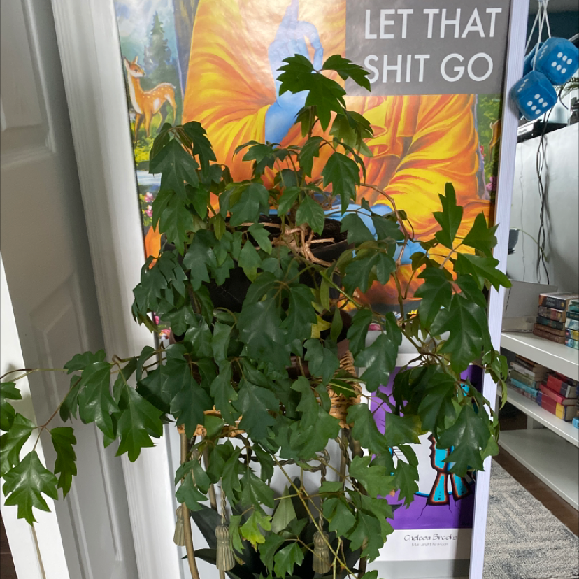 A healthy grape ivy plant with lush green foliage in front of a colorful tapestry with humorous text.