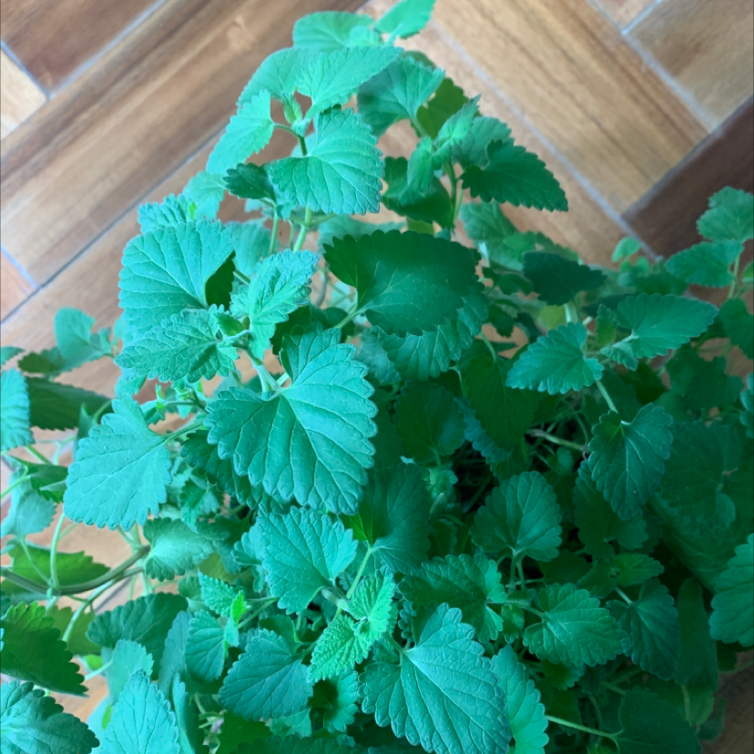 Catnip plant photo by Paige named St. Jimmy on Greg, the plant care app.