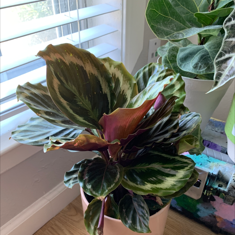 Rose Calathea plant photo by @Madie_jones named Ghoni on Greg, the plant care app.