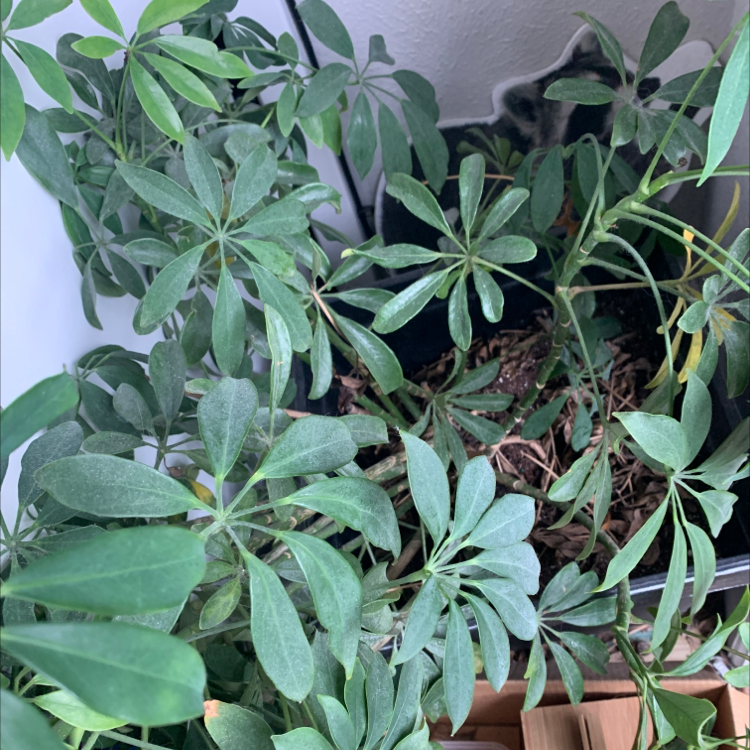 Dwarf Umbrella Tree plant photo by @Madie_jones named Hannah on Greg, the plant care app.