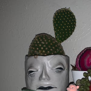 Bunny Ears Cactus plant photo by @Madie_jones named Bertram on Greg, the plant care app.