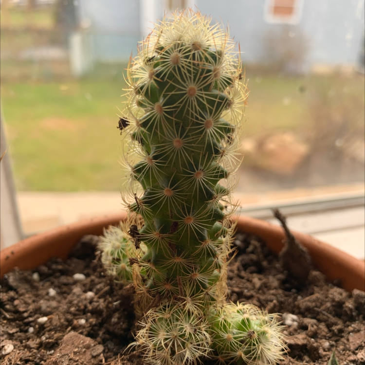 Photo of the plant species Scheer's Fishhook Cactus by @Lisaflower named Cacti on Greg, the plant care app