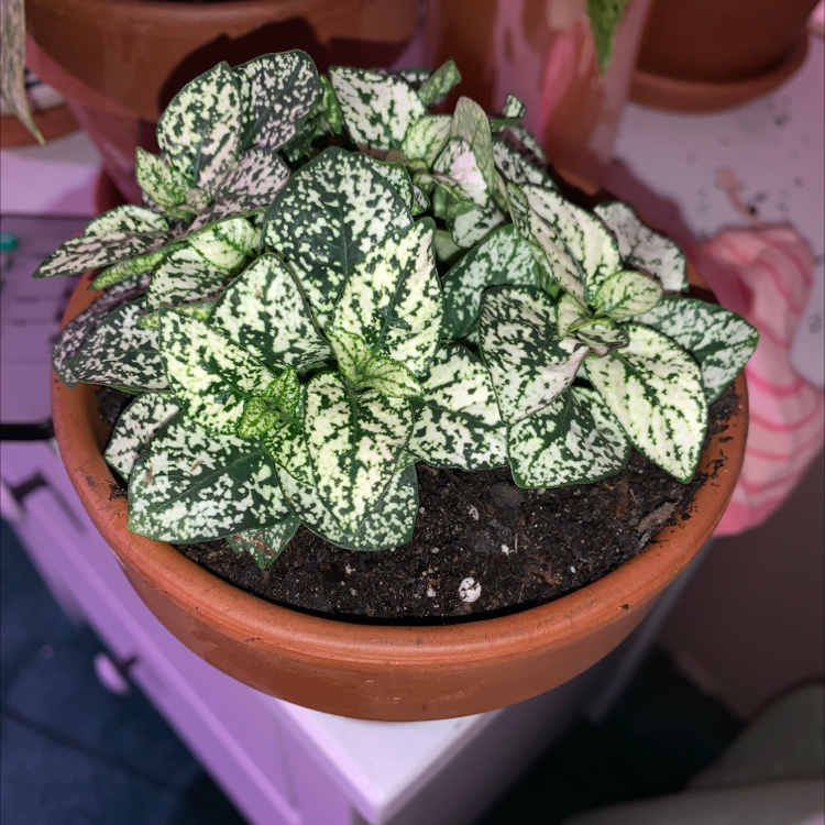 Healthy polka dot plant with green and white spotted leaves held in hands above a terracotta pot with dark soil.