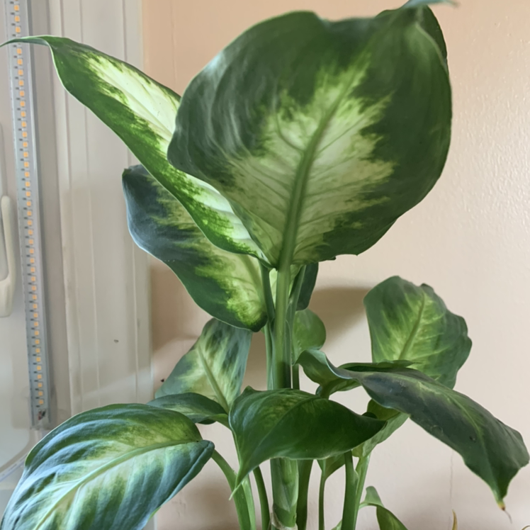 Healthy Dieffenbachia plant with lush green and white variegated leaves, no signs of disease or distress.