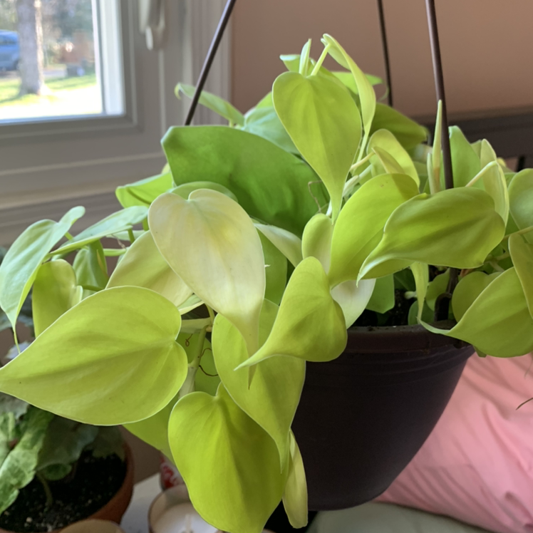 Healthy Heartleaf Philodendron plant with lush green heart-shaped leaves, growing in a hanging planter.