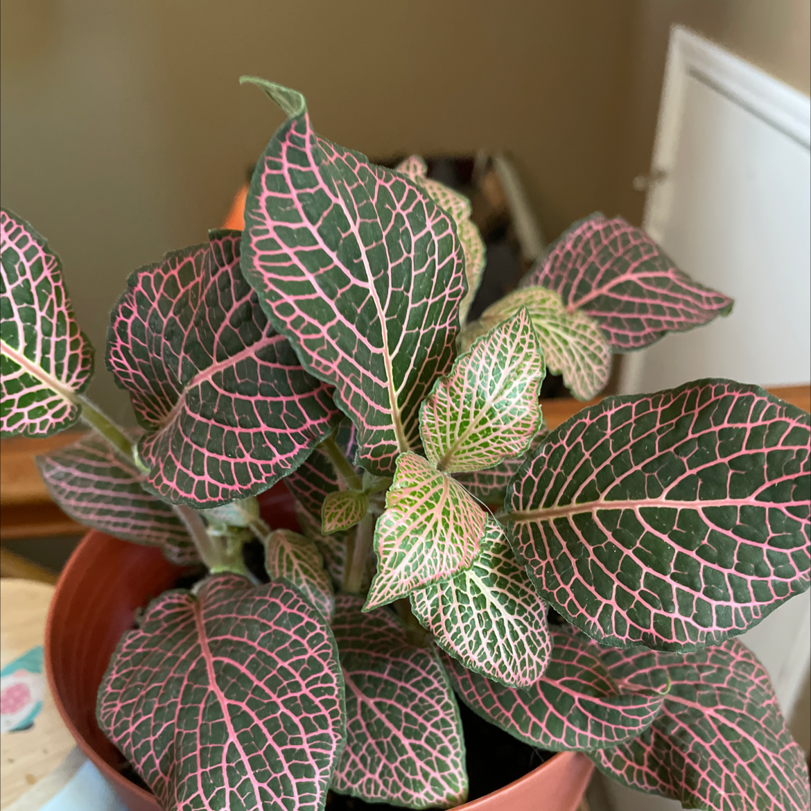 White Anne Nerve Plant with vibrant green leaves and pink veins in a pot.