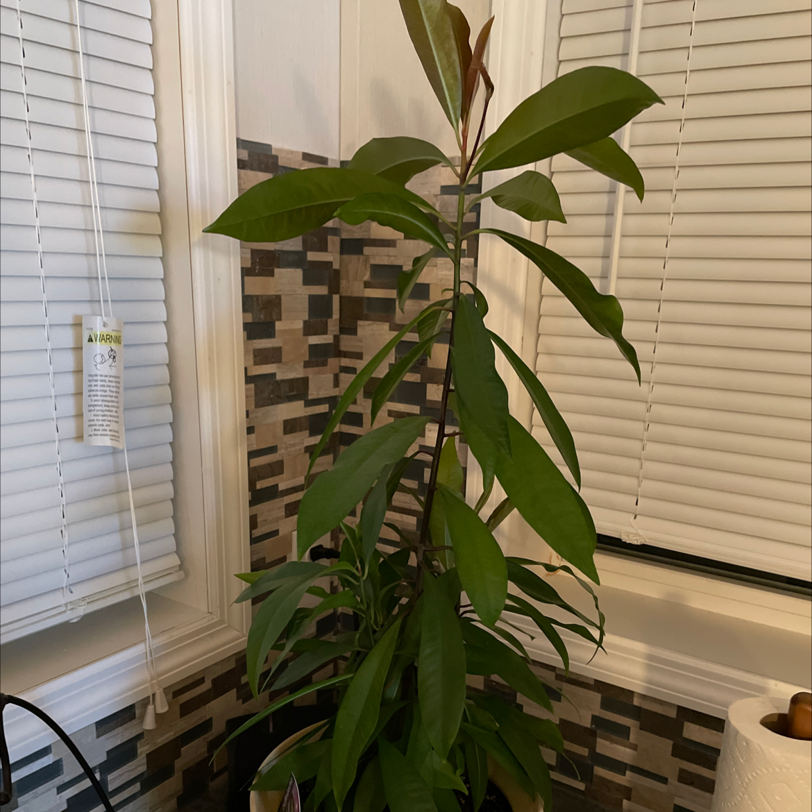 Healthy Shoebutton plant with elongated green leaves in a tiled kitchen setting.