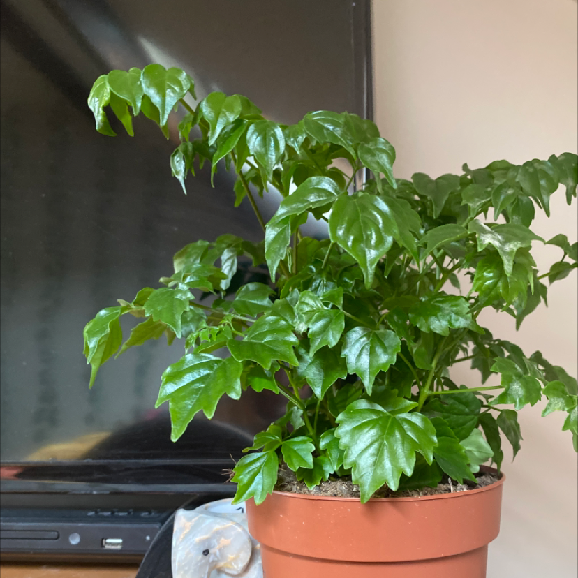 Photo of the plant species China Doll Plant by @charlotte6426 named Luna on Greg, the plant care app