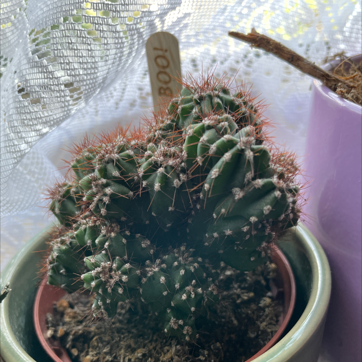 Missouri Foxtail Cactus in a pot with visible soil, well-framed and in focus.