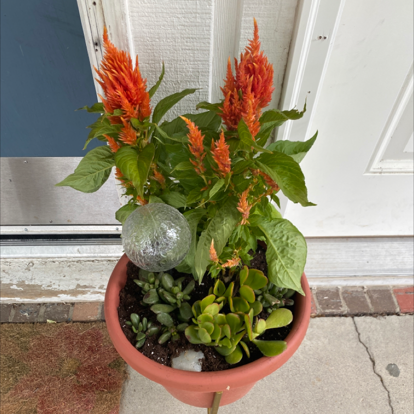 Potted cockscomb plant with vibrant red plume flowers and healthy green foliage, thriving in a terra cotta pot on a brick patio.