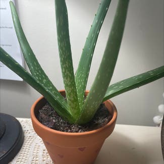 Aloe Vera plant in Harrisburg, Pennsylvania