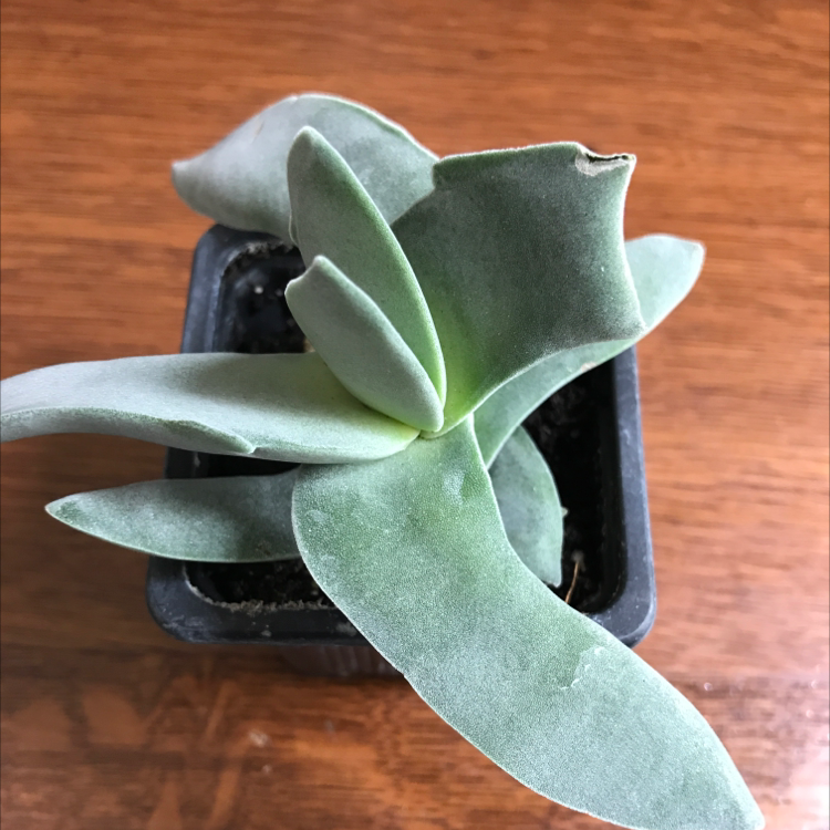 Succulent plant in a small black pot with slight browning at the leaf tips.
