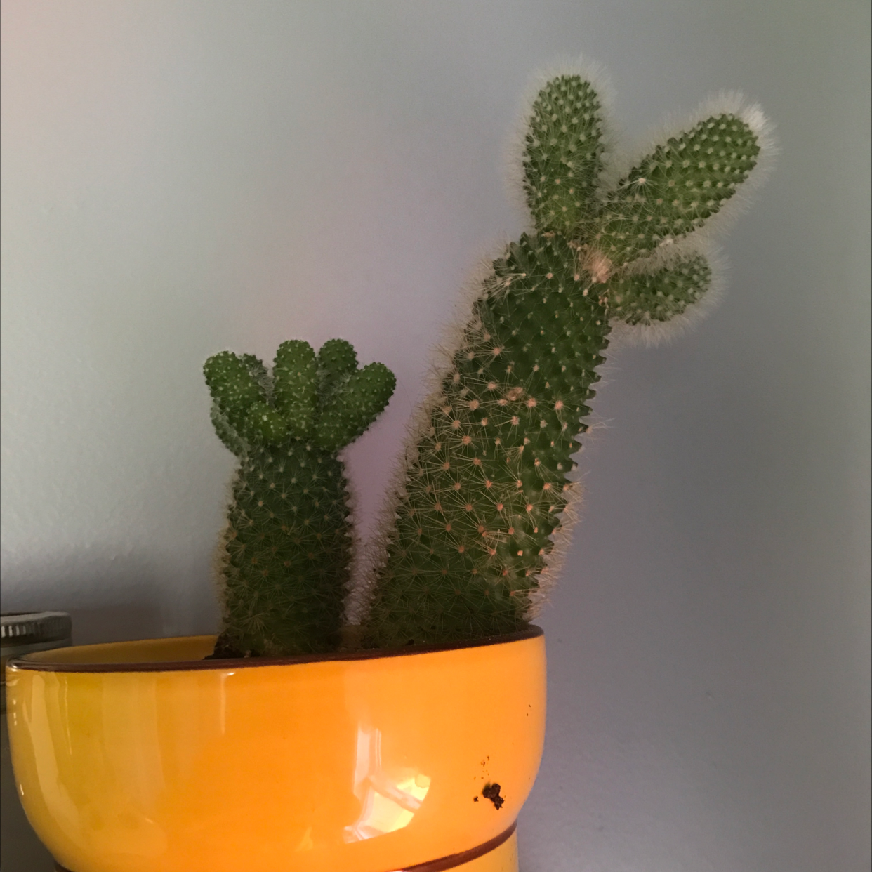 Spiny Pincushion Cactus in a yellow pot, well-framed and healthy.