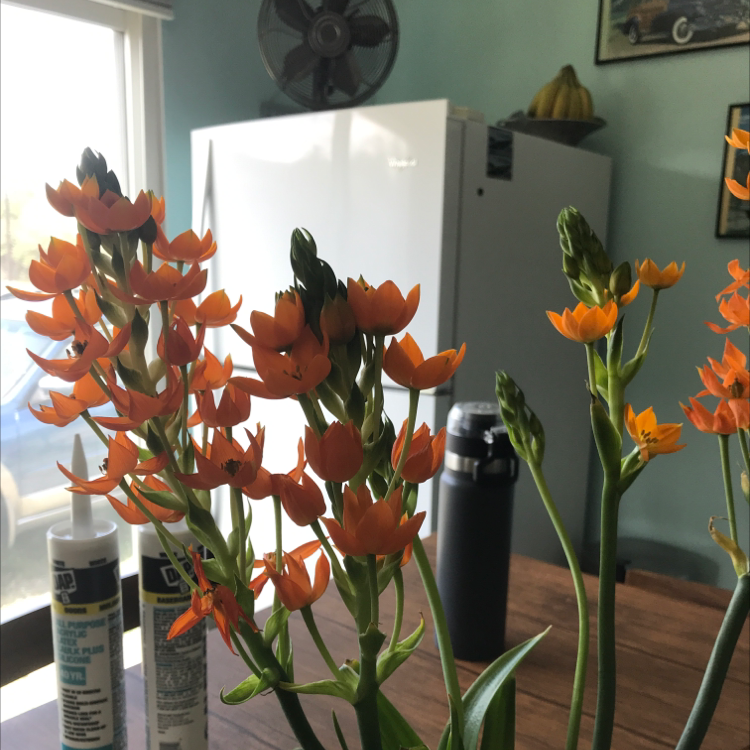 Sun Star plant with vibrant orange flowers in a household setting.