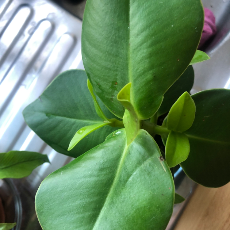 Healthy Autograph Tree with vibrant green leaves.