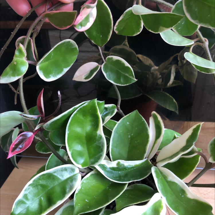 Photo of the plant species Hoya Krimson Queen by @ZielonoMi named Queen on Greg, the plant care app