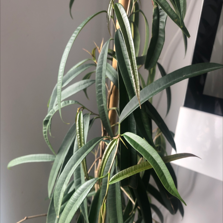 Photo of the plant species Ficus Alii by @ZielonoMi named Finn on Greg, the plant care app