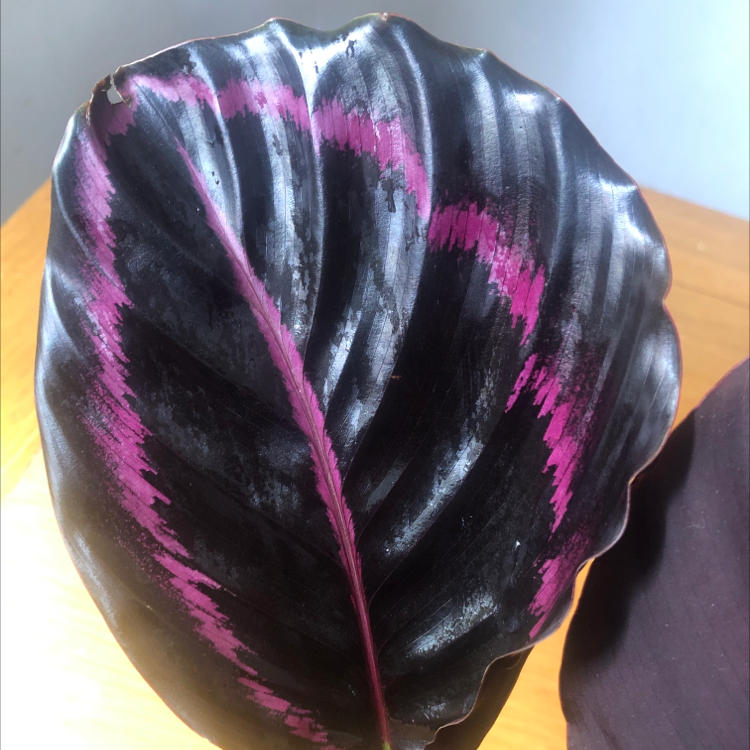 Photo of the plant species Prayer Plant Dottie by @ZielonoMi named Dottie on Greg, the plant care app