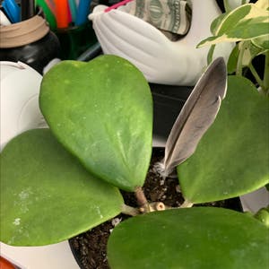Sweetheart Hoya plant photo by @MossyBird named Wall-E on Greg, the plant care app.