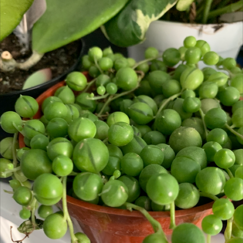 String of Pearls plant photo by @MossyBird named Sock on Greg, the plant care app.