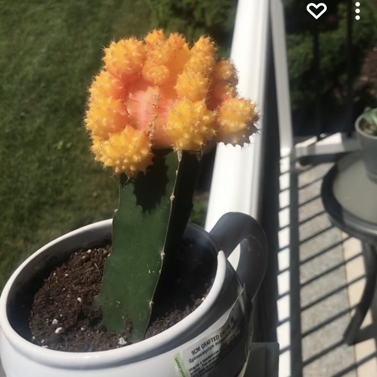 Moon Cactus plant photo by @Leilahsplant named Fredric on Greg, the plant care app.