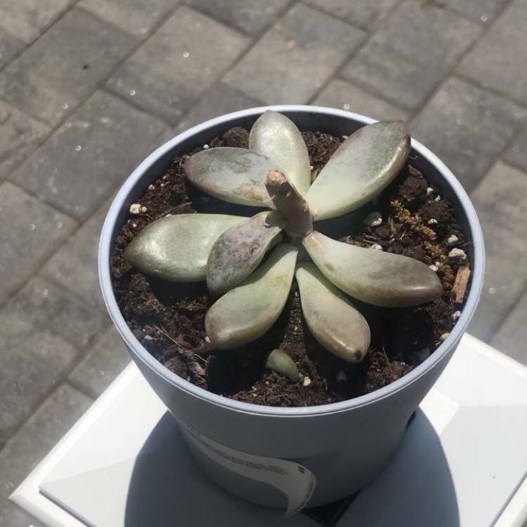 Potted Graptoveria 'Opalina' succulent with some leaf discoloration and visible soil.