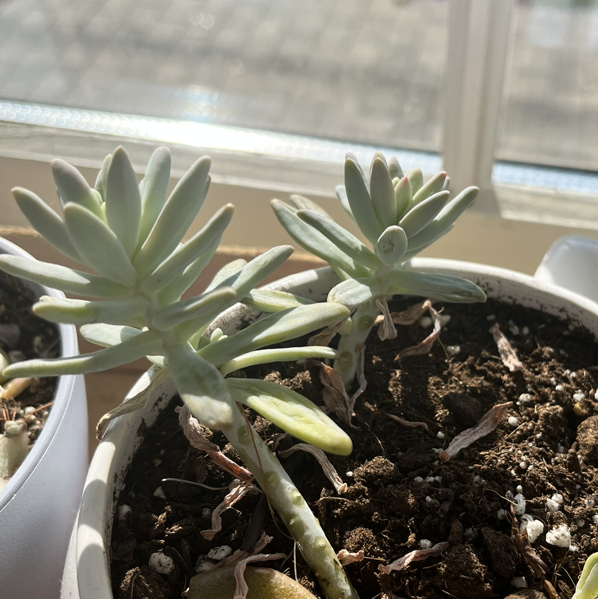 Graptosedum 'Francesco Baldi' plant photo by @Leilahsplant named Anna on Greg, the plant care app.