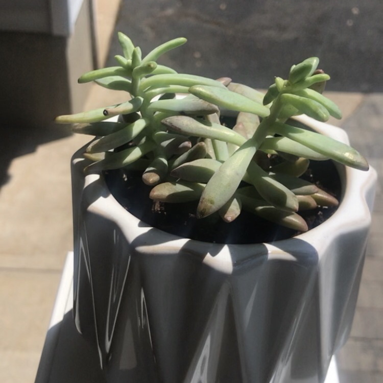 Graptosedum 'Francesco Baldi' plant in a decorative pot, healthy and well-framed.