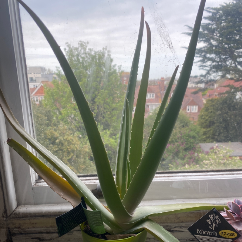 Aloe vera plant photo by Stephanie named Tupot amaroot on Greg, the plant care app.