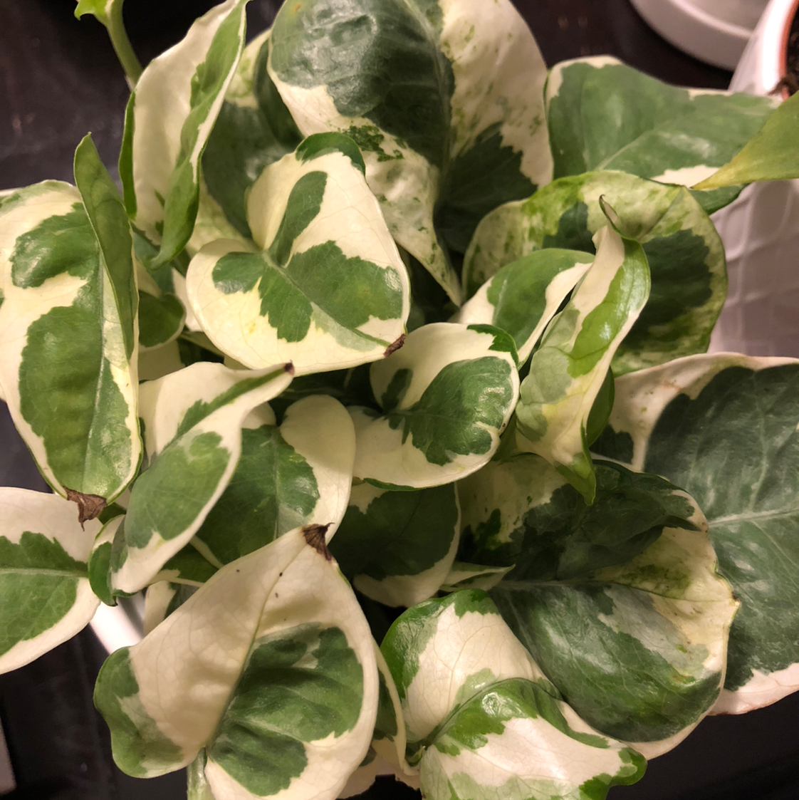 Healthy, lush Moses-in-the-Cradle plant with striking green and white variegated leaves, well-framed and in focus.