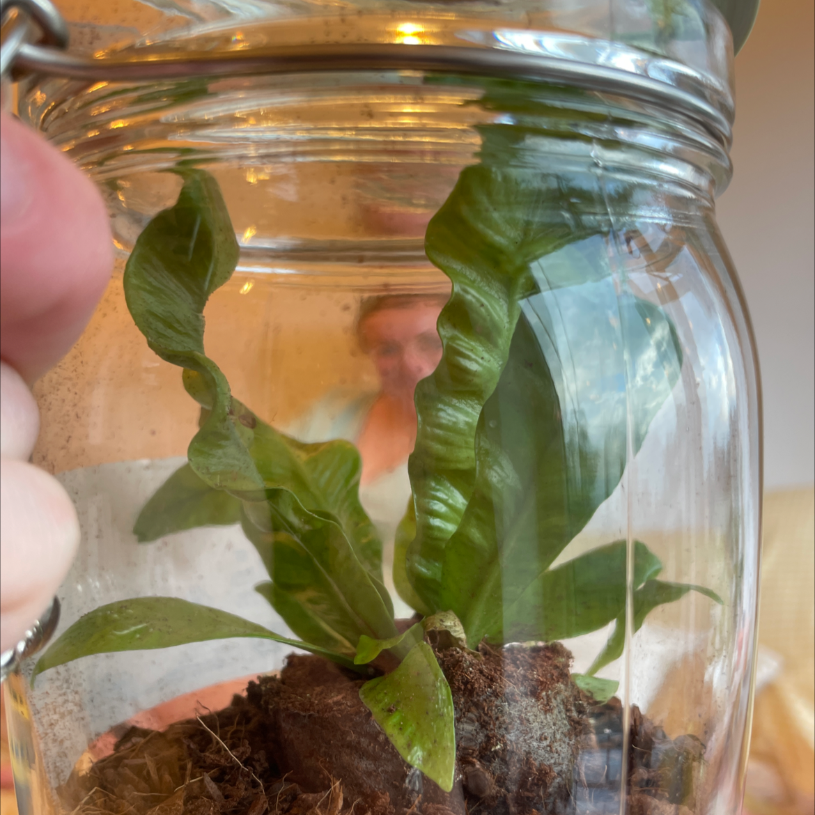 Hart's Tongue Fern in a glass container with visible soil and healthy green leaves.