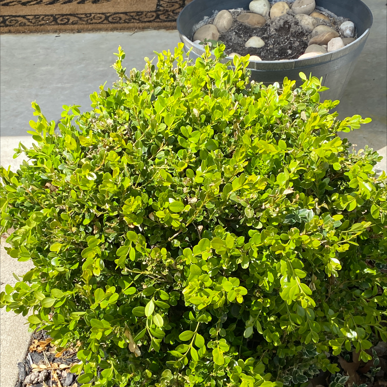 Photo of the plant species Buxus microphylla by @aliaw named Dax on Greg, the plant care app