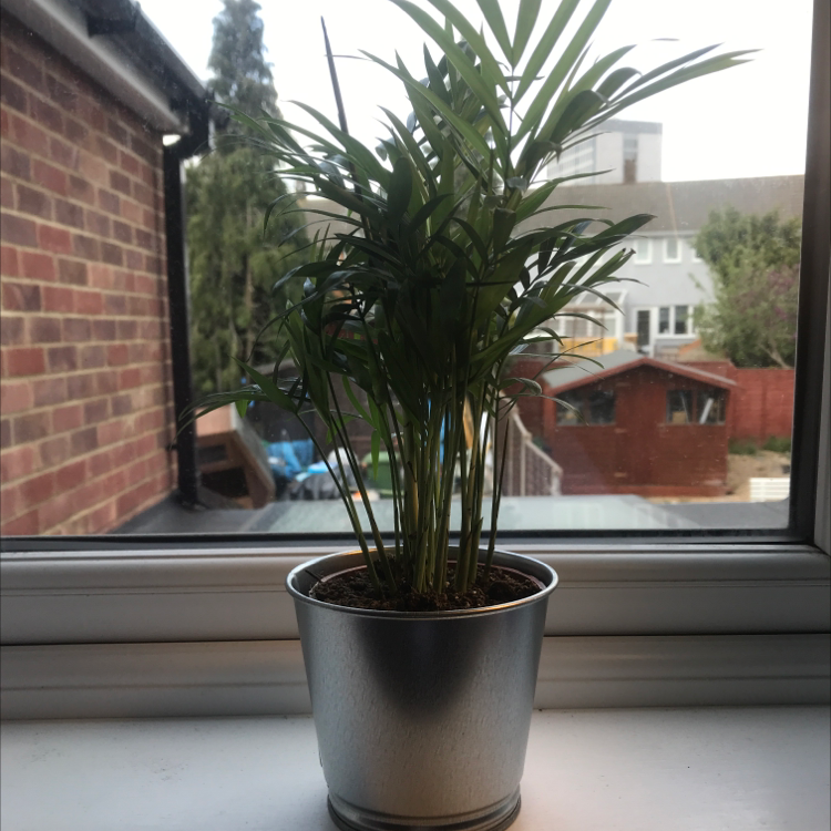Parlour Palm plant photo by @Sophie_plantmum named Mochi on Greg, the plant care app.