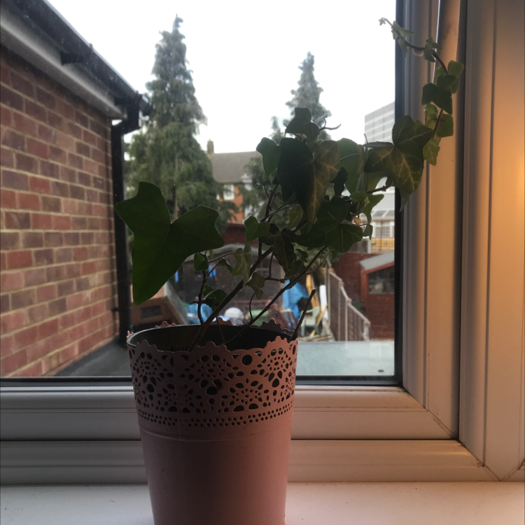 English Ivy plant photo by @Sophie_plantmum named Ivy on Greg, the plant care app.
