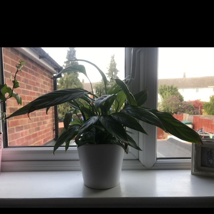 Peace Lily plant photo by @Sophie_plantmum named Lily on Greg, the plant care app.